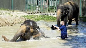 Takhle si užívali sloni osvěžení v zoo v Ústí nad Labem
