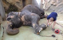 Uspali slonici Kalu v zoo Ústí nad Labem: Spadla a nedokázala vstát