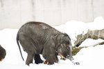 Na Štědrý den sice sníh v ostravské zoo roztál, krátce před ním si ale Rashmi užívala prvních zimních radovánek
