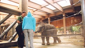 Sloní samička Rashmi se na Štědrý den setkala s návštěvníky zoo, kteří si ji mohli i nakrmit