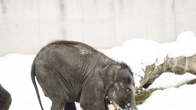 Na Štědrý den sice sníh v ostravské zoo roztál, krátce před ním si ale Rashmi užívala prvních zimních radovánek