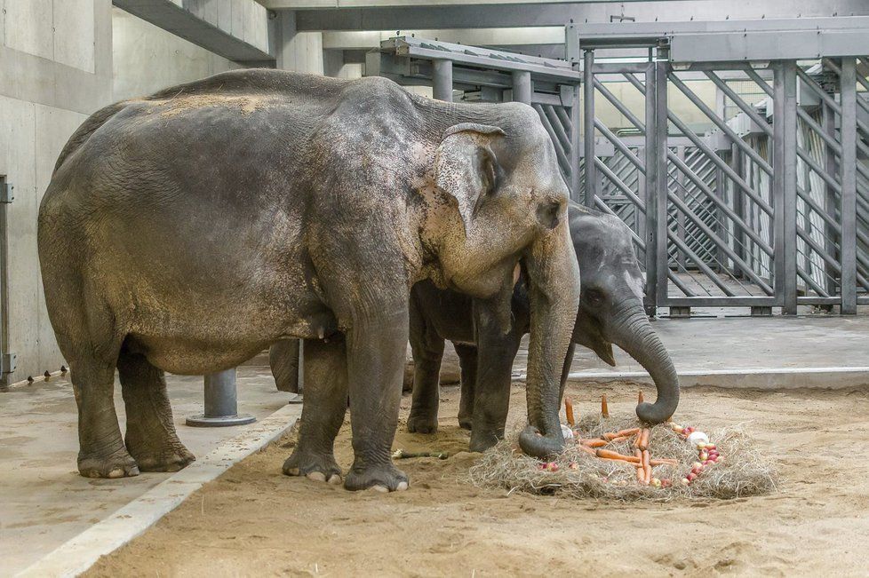 Sloni indičtí obývají v Zoo Praha Údolí slonů, otevřené v březnu 2013, a to díky podpoře hl. m. Prahy i příspěvkům od tisíců lidí. 