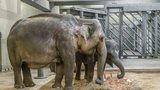 Slonice Sita oslavila poslední narozeniny v pražské zoo. Dostala dort a musí pryč