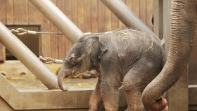 Češi zachraňují slony: Na výzkum jejich smrtelné nemoci vybrali 880 tisíc