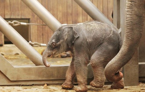 V ostravské zoo bojují o záchranu sloní slečny. Už se napila!