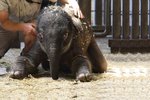 Sloní mládě se pokusilo poprvé postavit na své nejisté nohy dvě hodiny po příchodu na svět. S pomocí ošetřovatelů se mu to podařilo až za další hodinu.