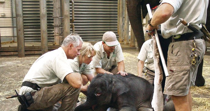 Veterináři a ošetřovatelé tarongské zoo zkontrolovali všechny životní funkce sloního novorozeněte. Všechno je tak, jak má být.