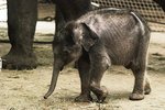 Sloník v pátek ráno zemřel, v ostravské zoo jsou všichni zdrceni