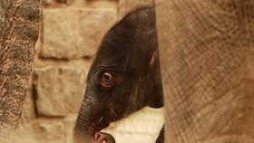 V ostravské zoo se v úterý narodilo druhé slůně