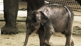 Sloník v pátek ráno zemřel, v ostravské zoo jsou všichni zdrceni
