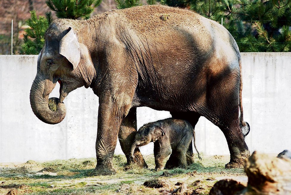 Slonice ve své blízkosti snesla mládě jen, když se sama krmila.