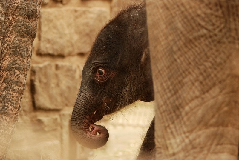 V ostravské zoo se v úterý narodilo druhé slůně