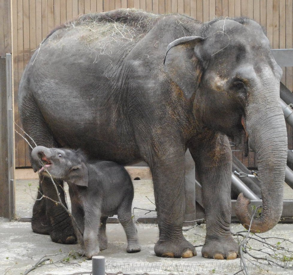 Zoologická zahrada Ostrava