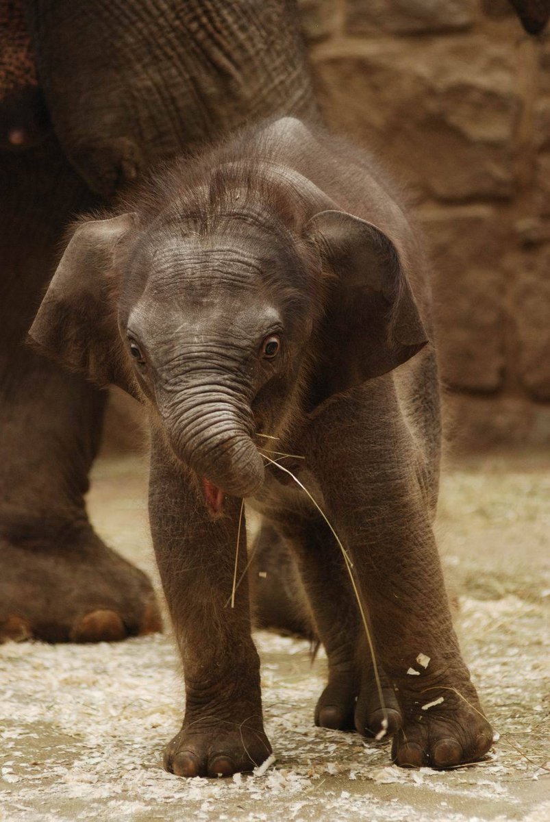 Samička, která je o měsíc mladší než sloní, prospívá dobře