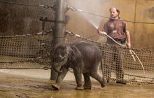 Sloní slečna ze zoo Ostrava: Požitkářka miluje sprchování!