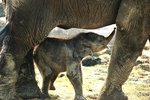 Sloní samička se od svojí mámy nehne ani na krok.