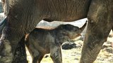 V Zoo Ostrava zachraňují sloní slečnu dudlíkem