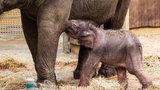 VIDEO: Poprvé se podívejte na sloního samečka z ostravské zoo!