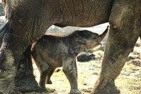 V Zoo Ostrava zachraňují sloní slečnu dudlíkem