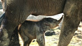 Sloní samička se od svojí mámy nehne ani na krok.