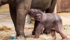 VIDEO: Poprvé se podívejte na sloního samečka z ostravské zoo!