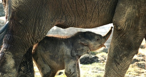 V Zoo Ostrava zachraňují sloní slečnu dudlíkem