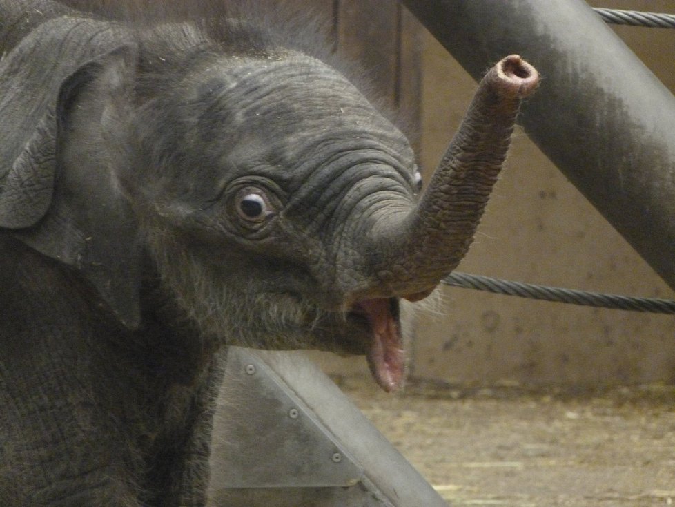 Zoologická zahrada Ostrava