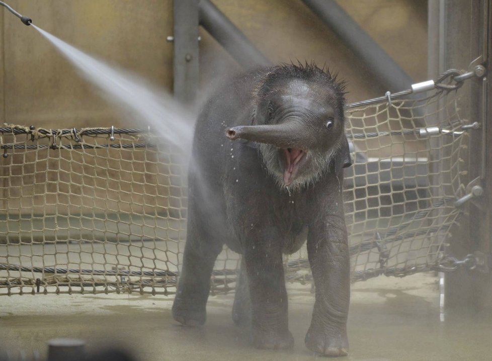 Sloní slečna miluje sprchování a vodní masáž.