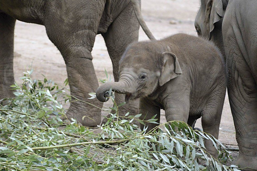 Max v Zoo Praha za první rok života pořádně vyrostl.