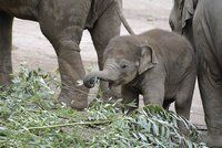 Slůně zkouší jíst jako dospělý: Maxovi z pražské zoo se při tom zamotává chobot