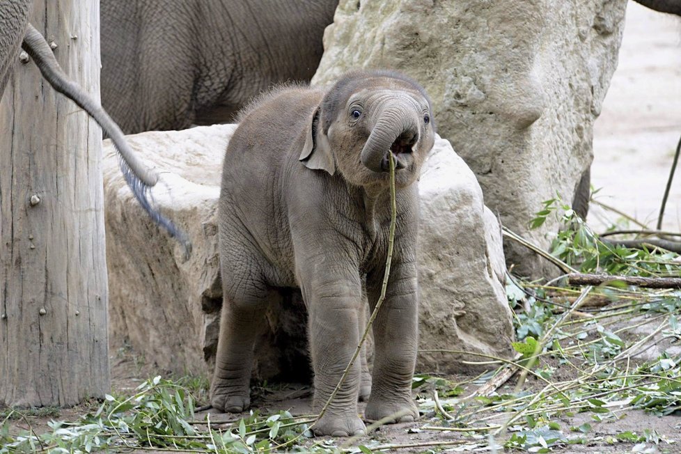 Údolí slonů v pražské zoo. Slůně Max