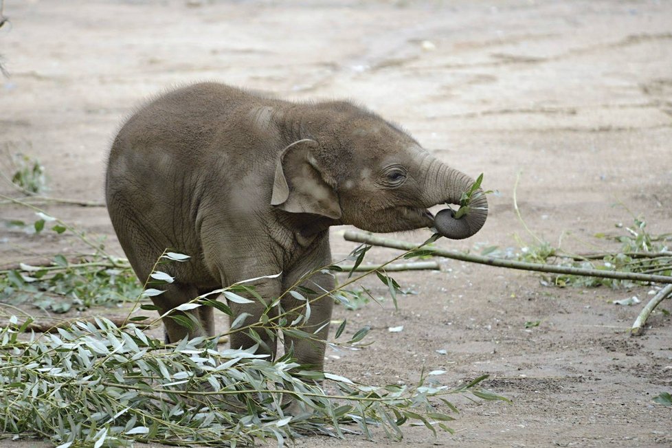 Max v Zoo Praha za první rok života pořádně vyrostl.