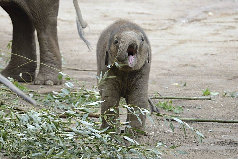 Max v Zoo Praha za první rok života pořádně vyrostl.