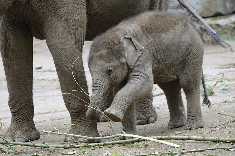 Max v Zoo Praha za první rok života pořádně vyrostl.