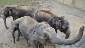 Slonice Vishesh (vlevo) má termín porodu na přelomu května a června.