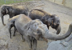 Slonice Vishesh (vlevo) má termín porodu na přelomu května a června.