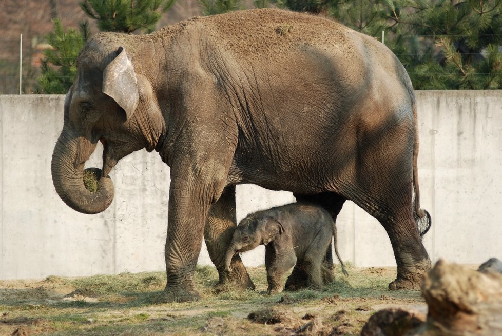 O sloníkův život se strachovala celá zoo