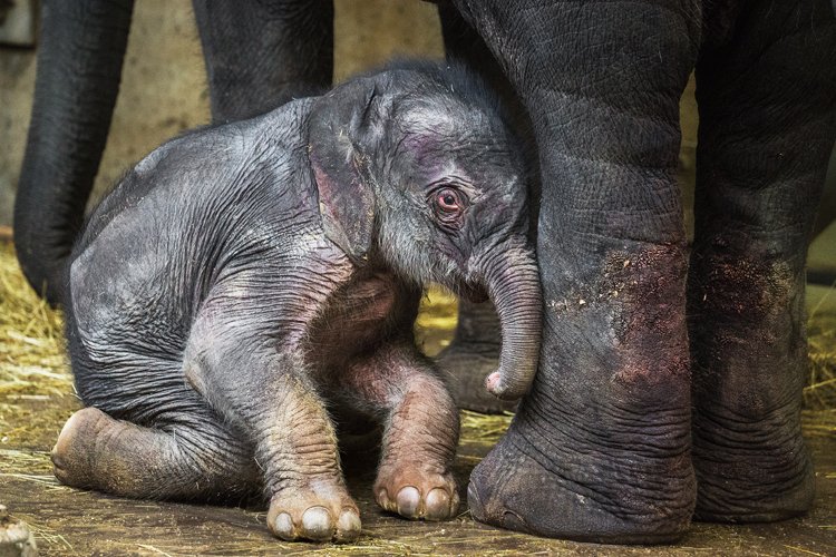 Dva kluci v zoo: Nově narozené slůně v Praze