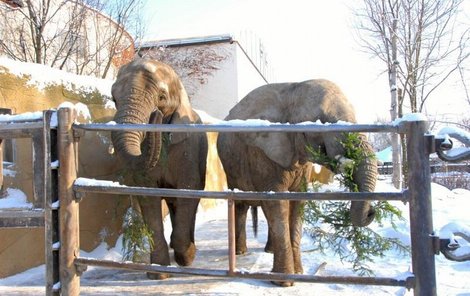 Sloni ve Dvoře Králové si pochutnávají na smrčcích.