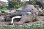 Slon africký spí jen dvě hodiny denně.