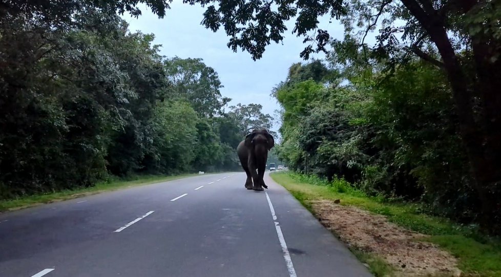 Po několika desítkách metrech slon přestal běžet.