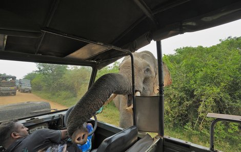 Místo v divočině si slon hledá potravu v autech.