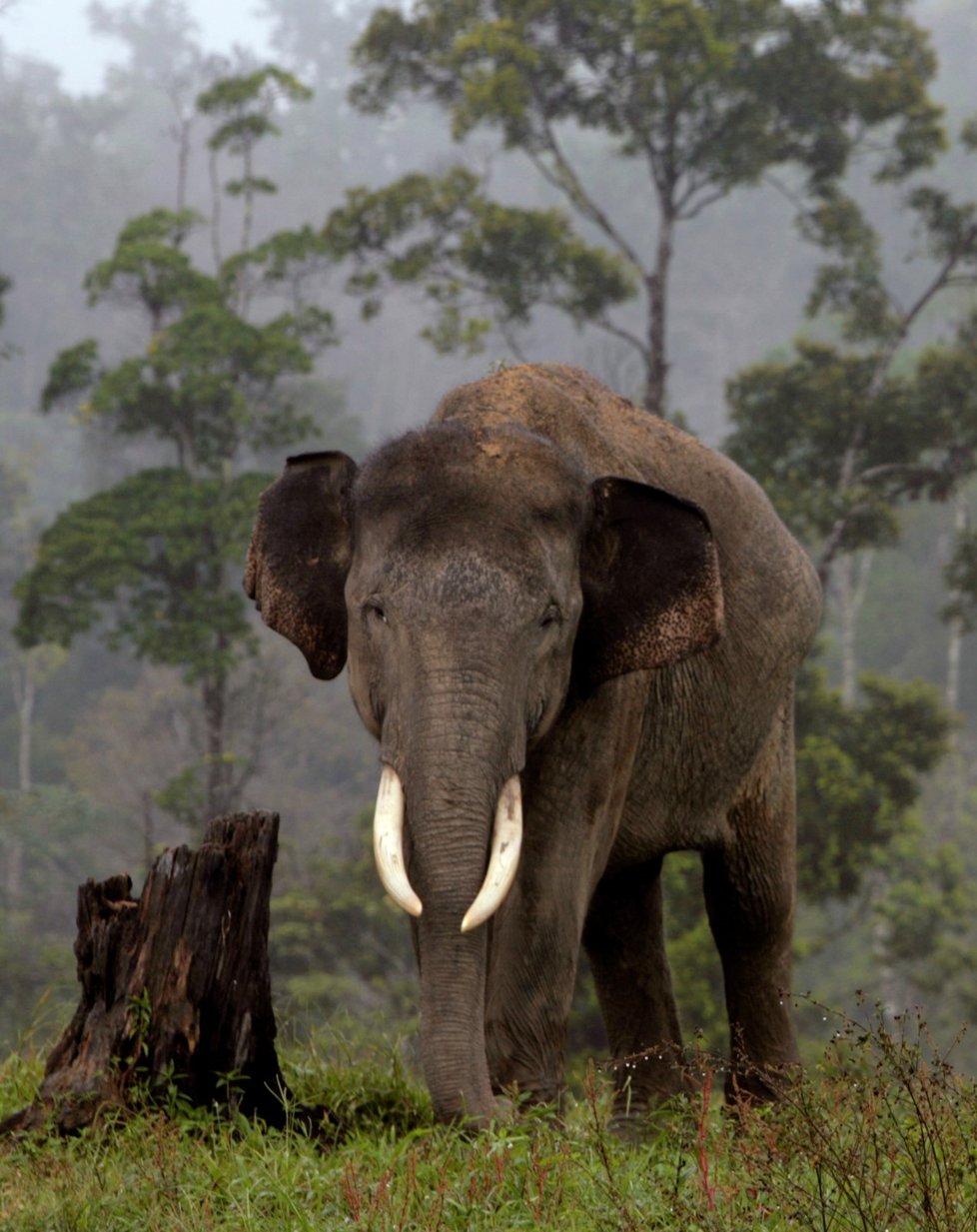 Slon sumaterský