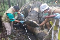 Pytláci zabili kriticky ohroženého slona. Hnijící mrtvola měla oddělenou hlavu