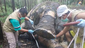 Pytláci na indonéském ostrově Sumatra zabili slona z kriticky ohroženého poddruhu, který zde žije.