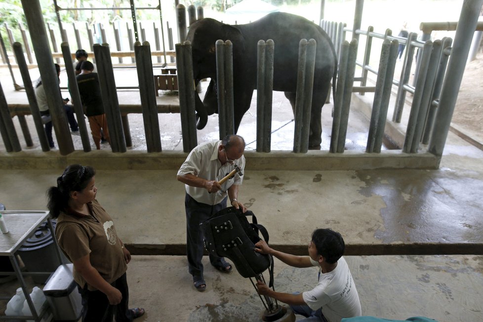 Obětavý doktor z Thajska vyrábí slonům protézy.