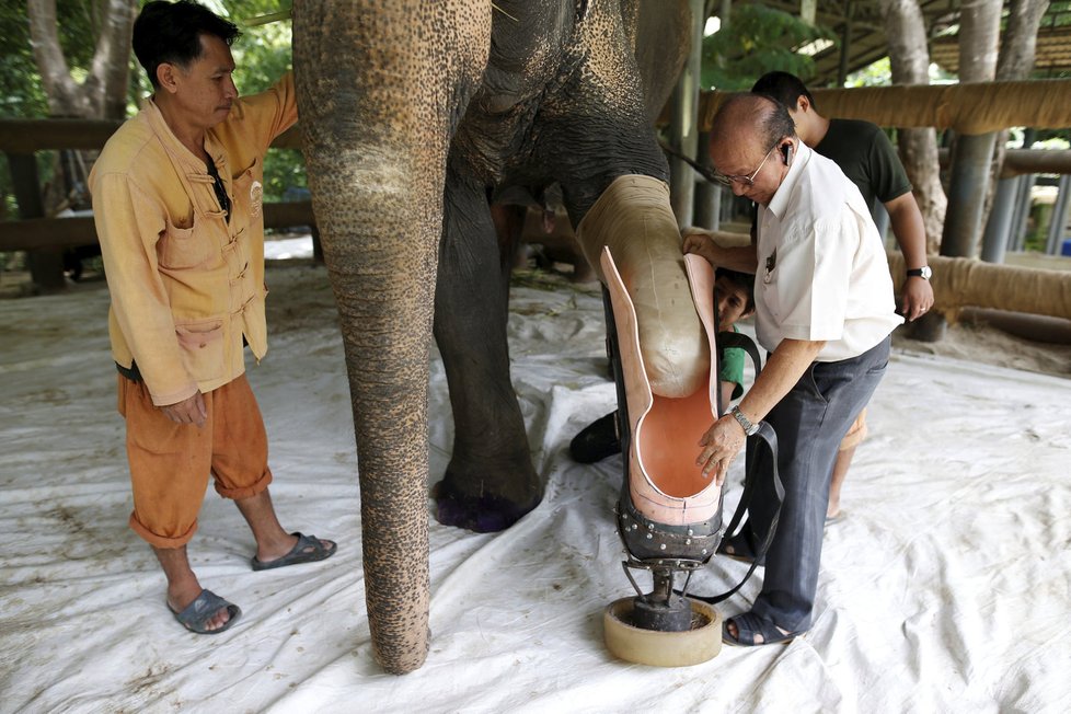 Obětavý doktor z Thajska vyrábí slonům protézy.