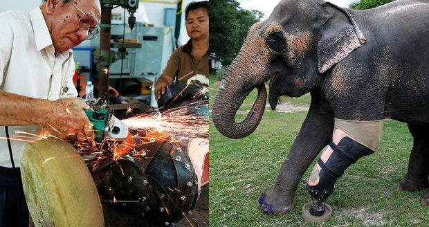 Doktor dělá protézy slonům, kterým miny utrhly nohy. Musí unést 600 kilo živé váhy