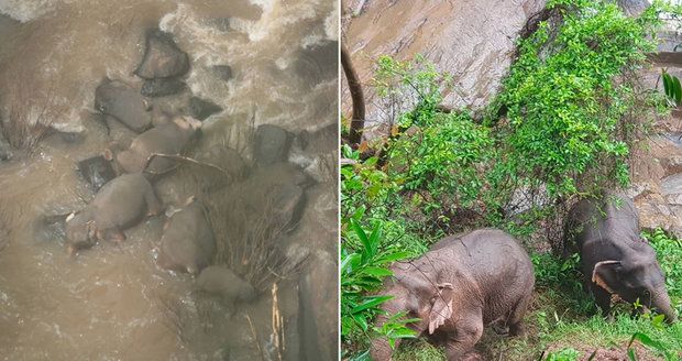 Stádo slonů chtělo zachránit mládě před pádem do vodopádů! Uhynuli všichni