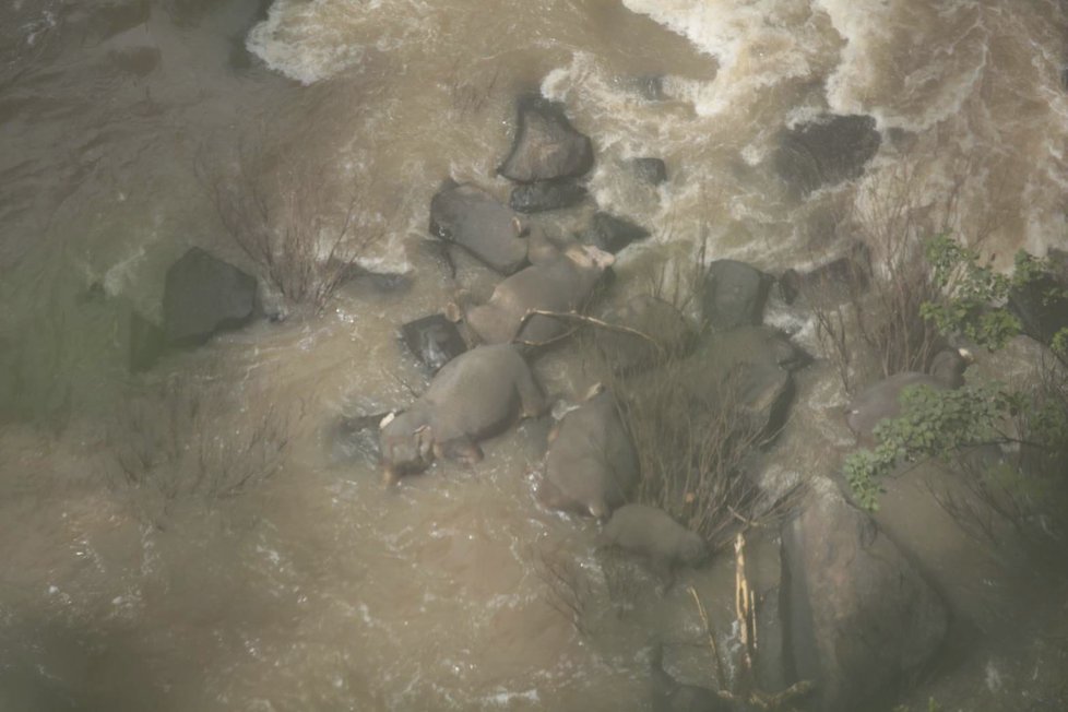 Stádo slonů chtělo zachránit mládě před pádem do vodopádů! Zahynuli všichni